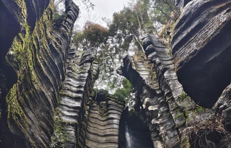 The Stone Forest The Stone Forest