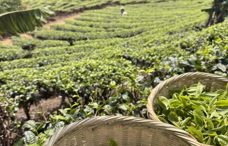 The Spectrum Of Yunnan Tea The Spectrum Of Yunnan Tea